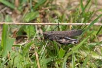 Rotflgelige Schnarrschrecke